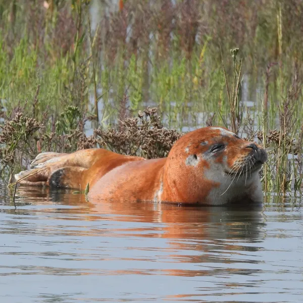 Grey Seal by Elizabeth Petrie