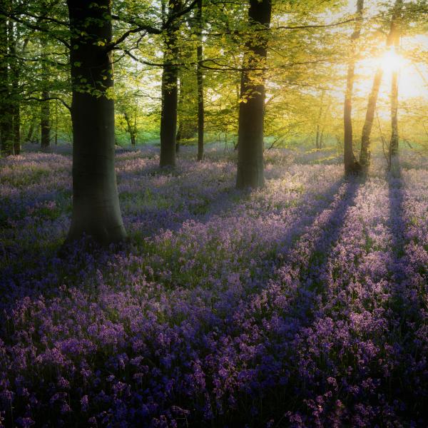 Bluebells in a Beech wood by Dave Watts